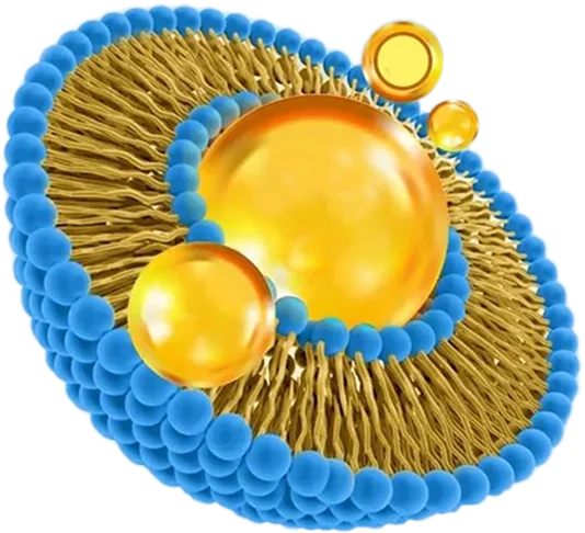 liposoaml 2